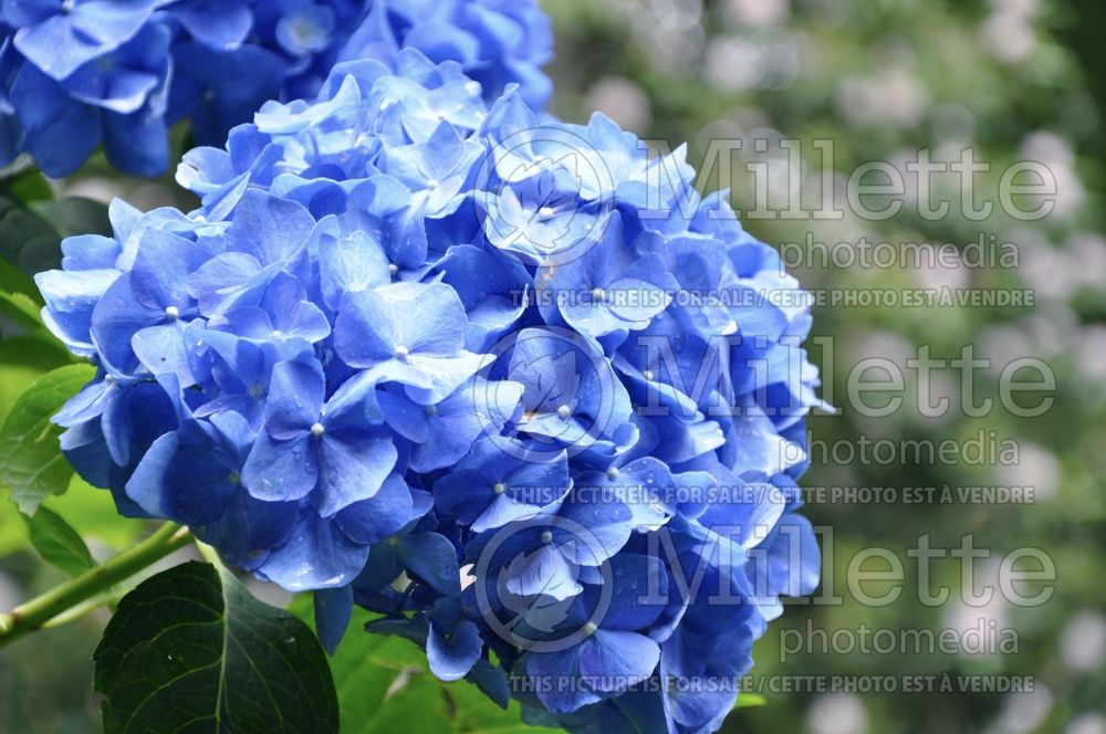 Hydrangea Nikko Blue (Hydrangea) 15