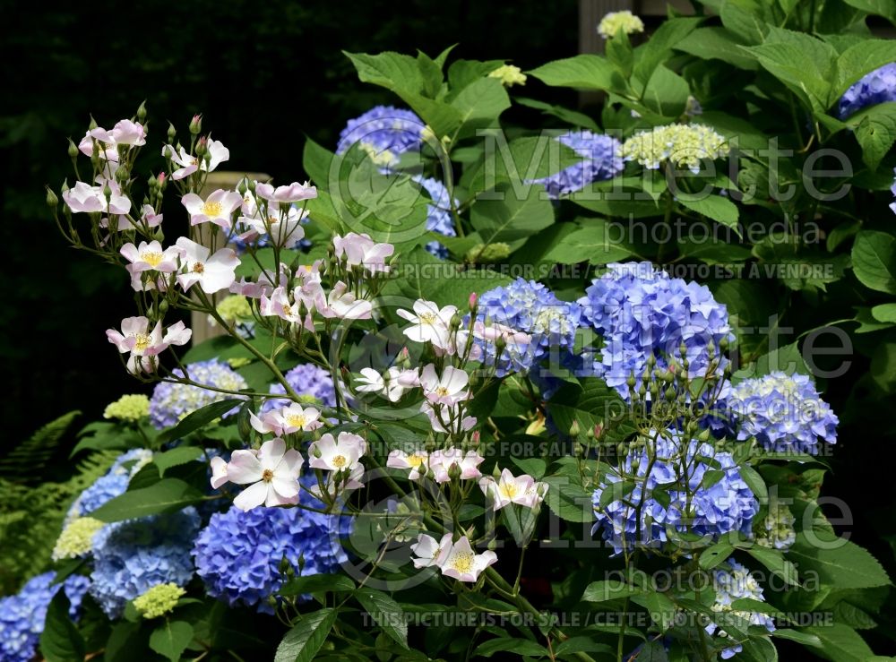 Hydrangea Nikko Blue (Hydrangea) 16