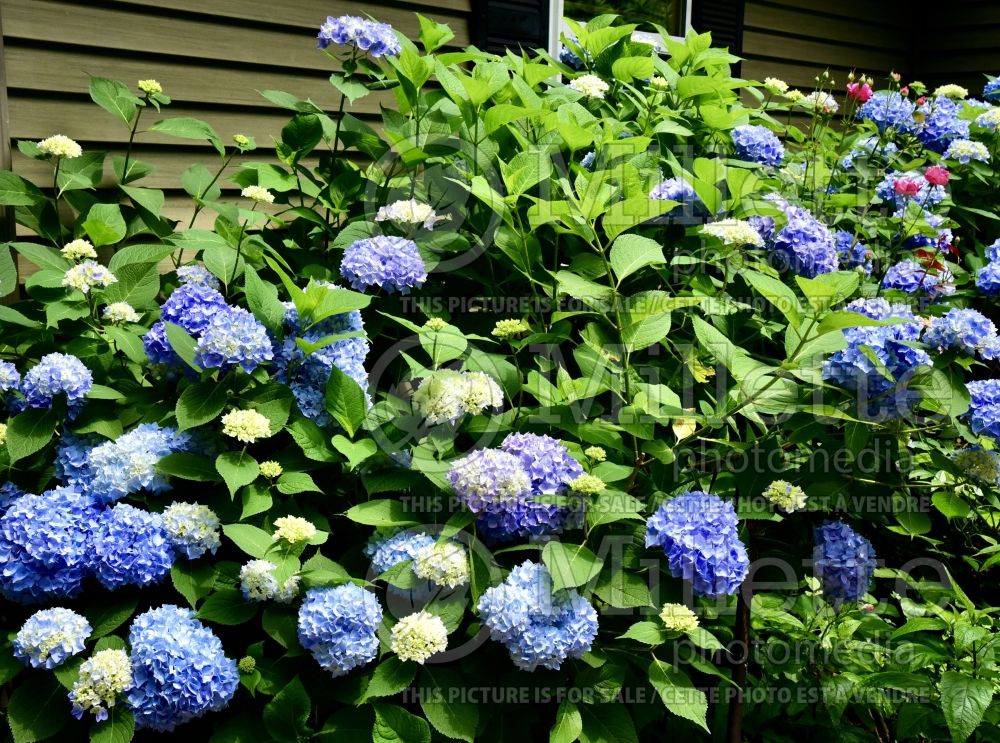 Hydrangea Nikko Blue (Hydrangea) 17