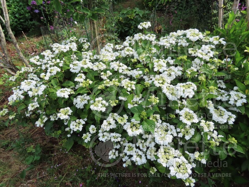 Hydrangea Weeding Gown (Bigleaf Hydrangea Mophead) 1  