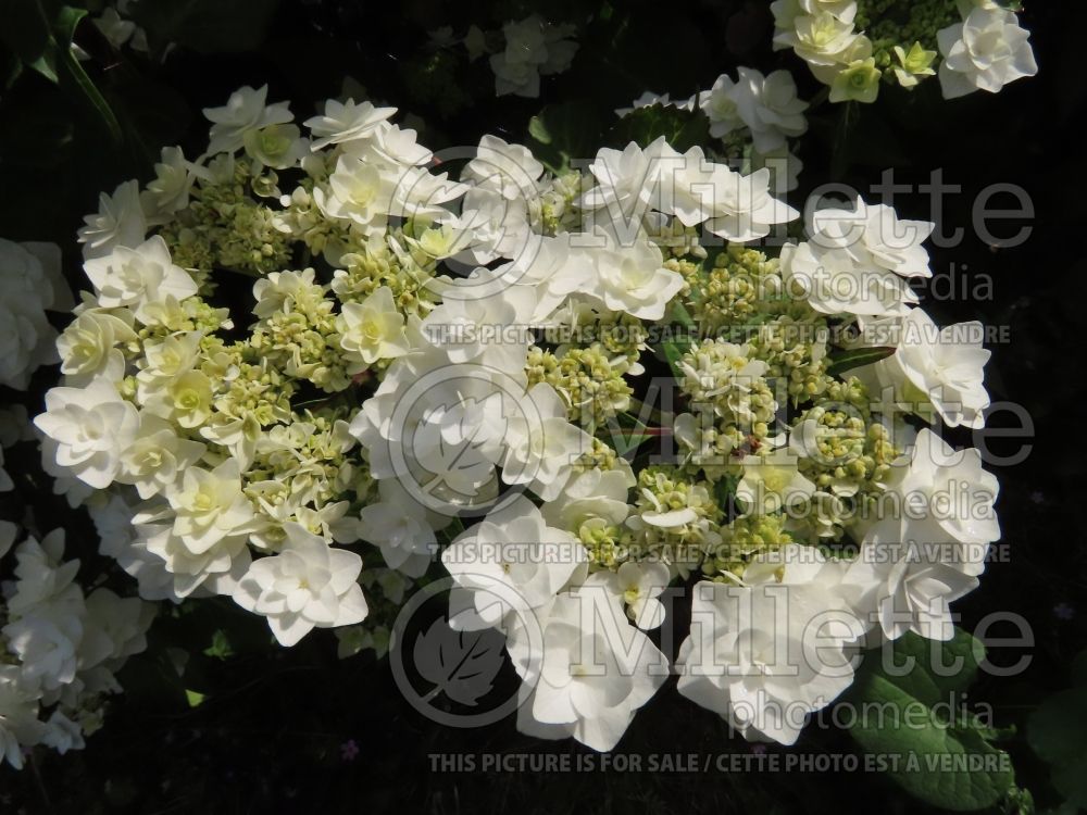 Hydrangea Weeding Gown (Bigleaf Hydrangea Mophead) 2