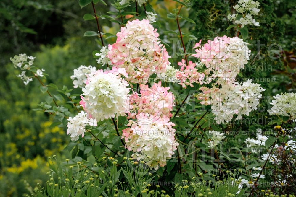 Hydrangea Diamant Rouge (Panicle Hydrangea) 7 