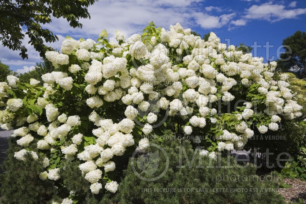 Hydrangea Limelight (Panicle Hydrangea) 15 