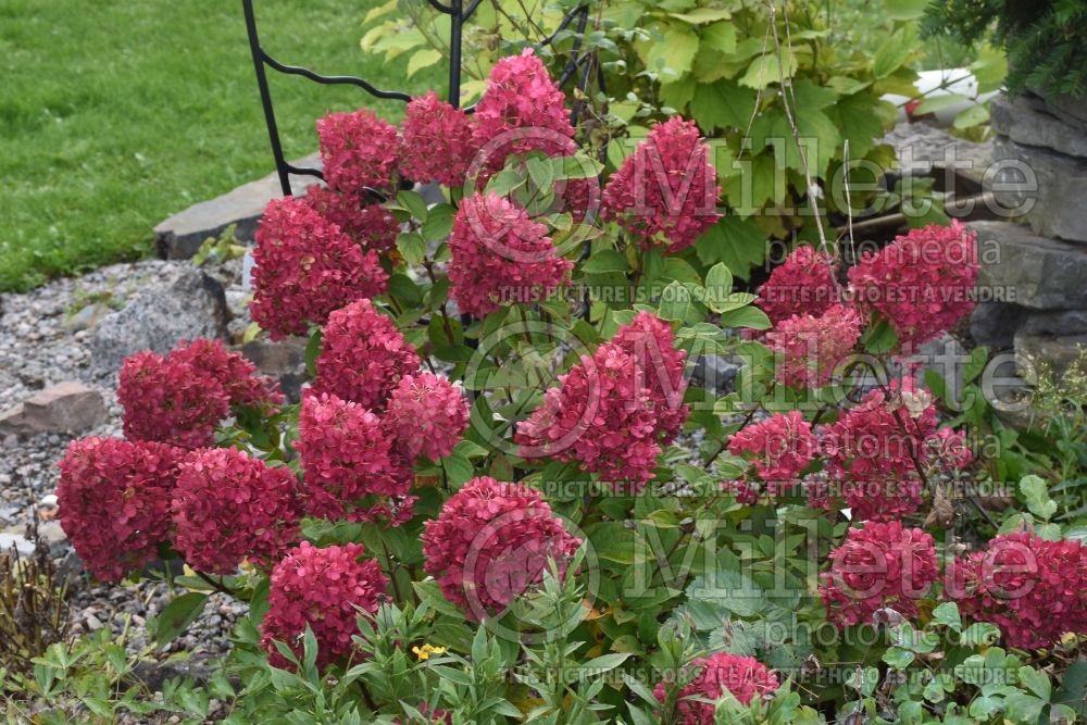 Hydrangea Little Lime Punch (Panicle Hydrangea) 1 