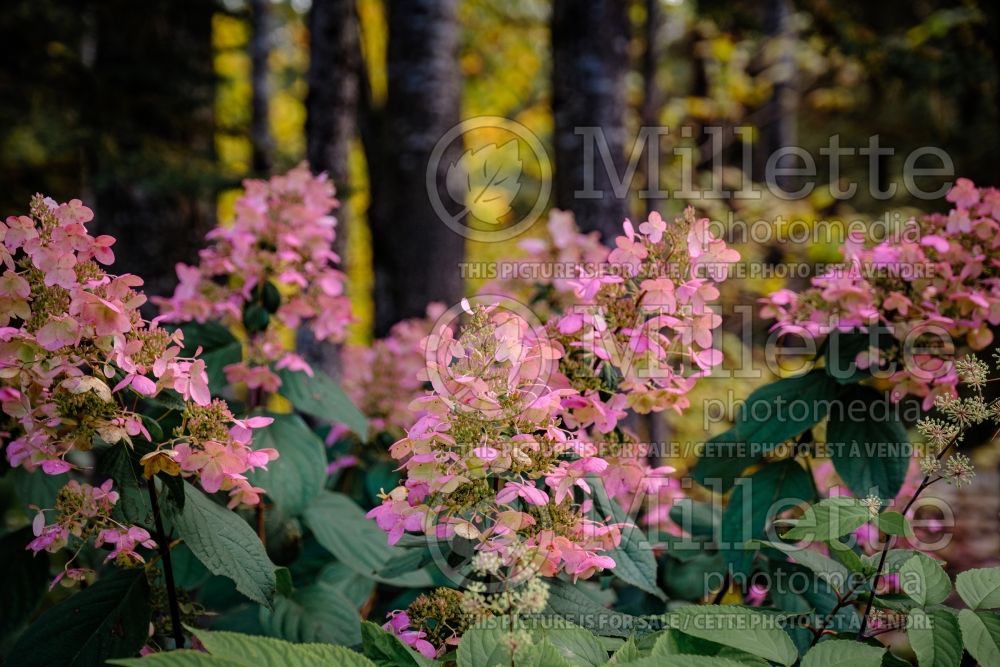 Hydrangea Unique (Bigleaf Hydrangea Mophead) 2 