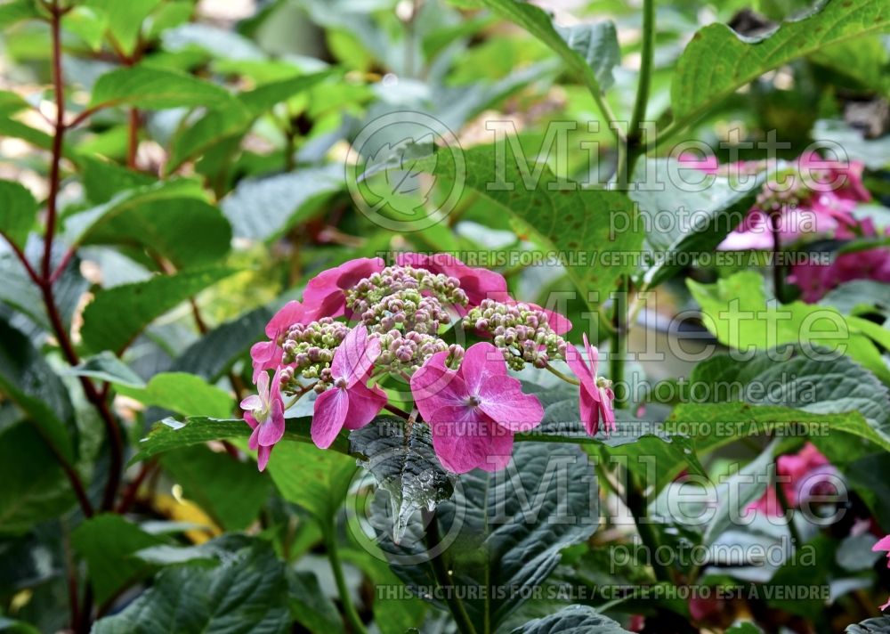 Hydrangea Tuff Stuff Red (Bigleaf Hydrangea Mophead) 1 