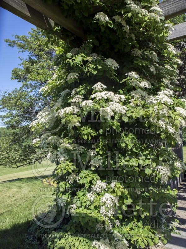 Hydrangea anomala petiolaris (Climbing hydrangea) 14  