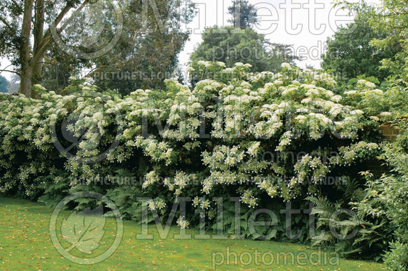 Hydrangea petiolaris (Climbing hydrangea) 7 