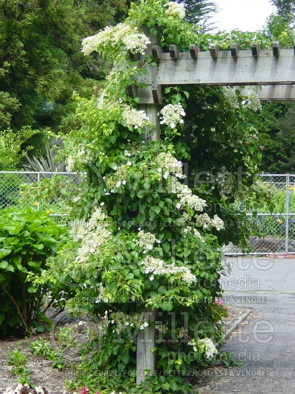 Hydrangea anomala petiolaris (Climbing hydrangea) 11  