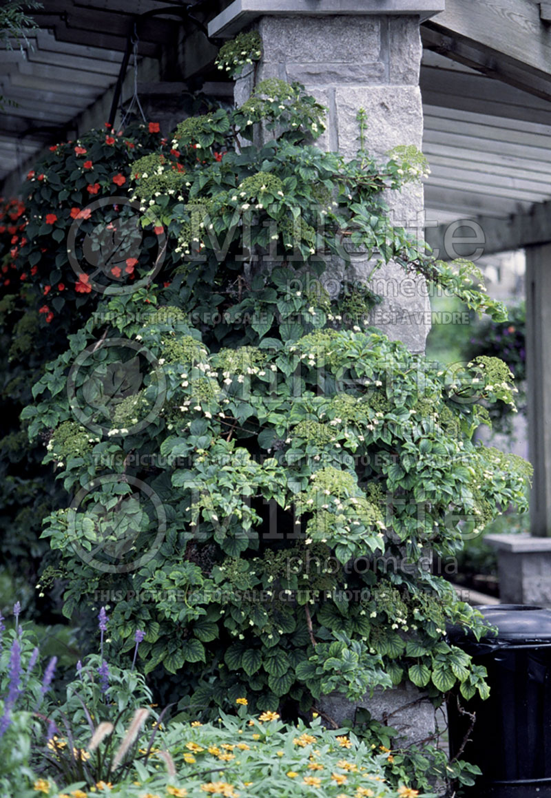 Hydrangea petiolaris (Climbing hydrangea) 6 