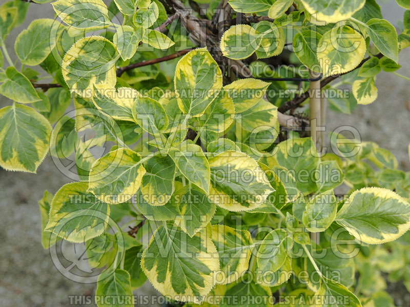 Hydrangea Miranda (Climbing hydrangea) 1  