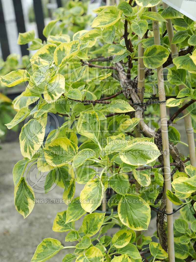 Hydrangea Miranda (Climbing hydrangea) 2  