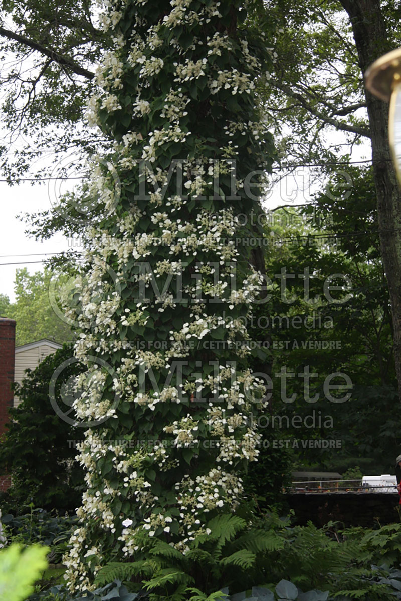 Hydrangea petiolaris (Climbing hydrangea) 10 