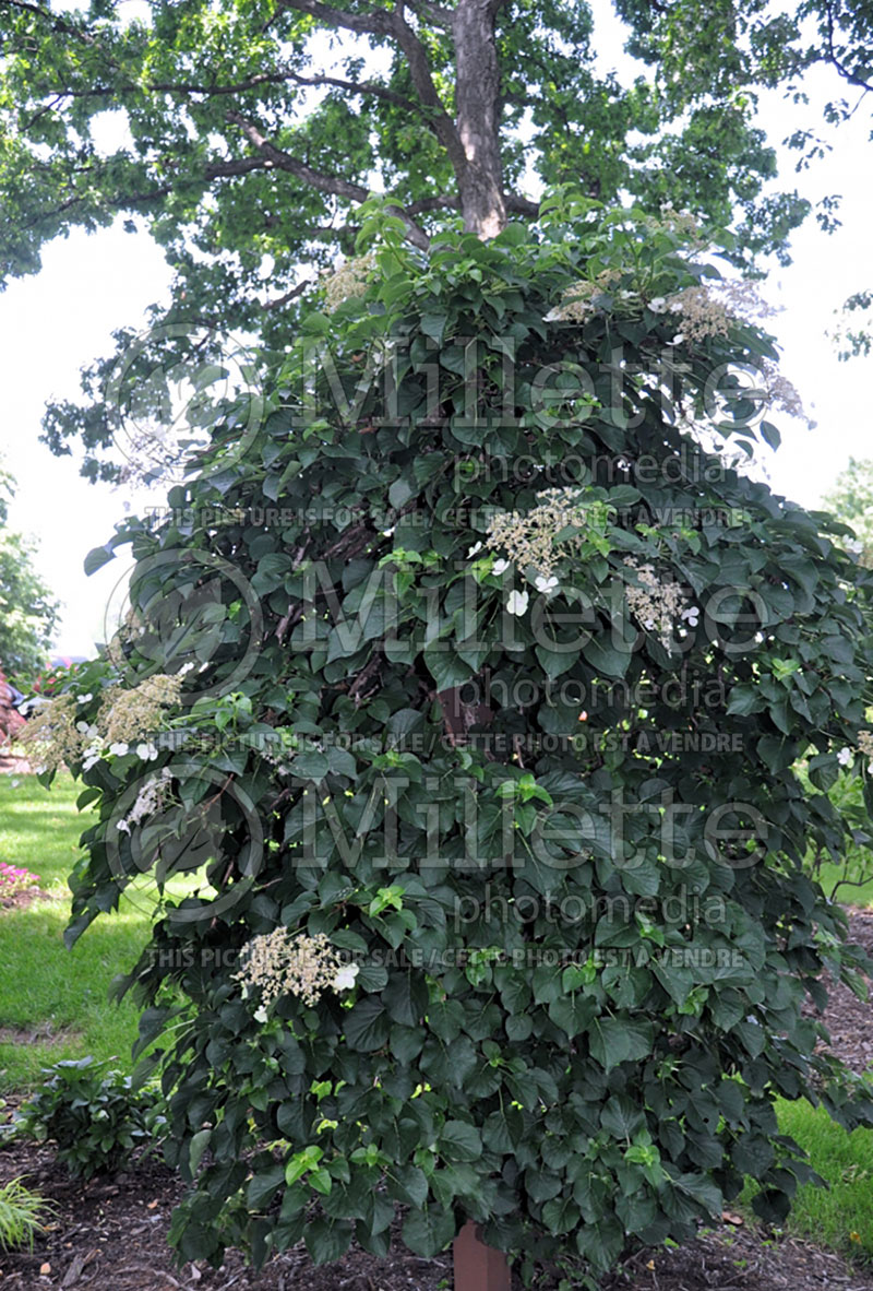 Hydrangea petiolaris (Climbing hydrangea) 1 