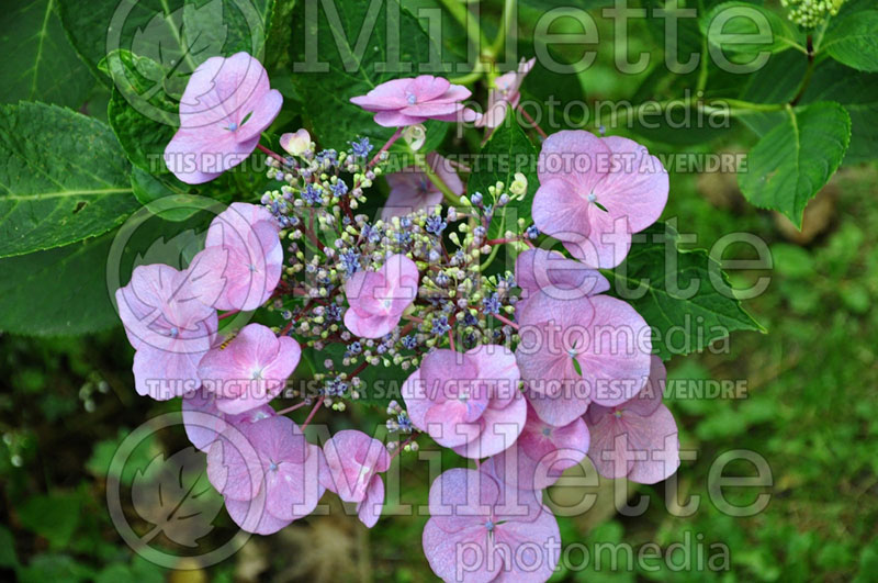 Hydrangea Aduarda (Hydrangea) 1 