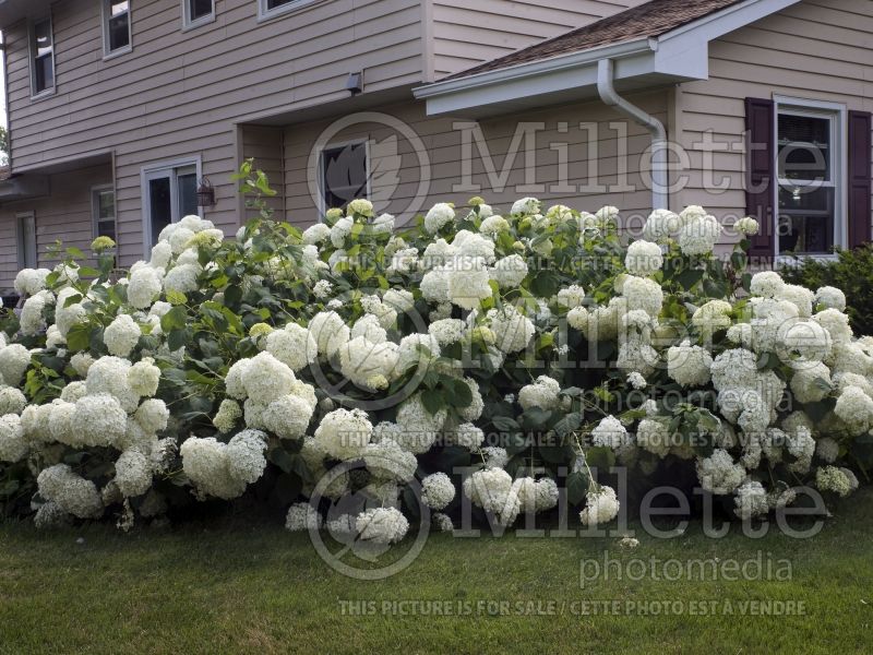 Hydrangea Annabelle (Hydrangea) 9