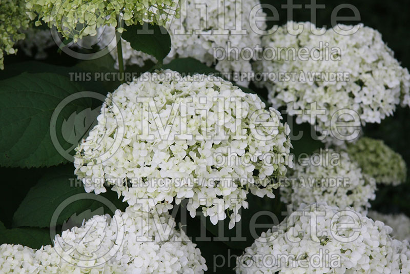 Hydrangea Annabelle (Hydrangea) 2