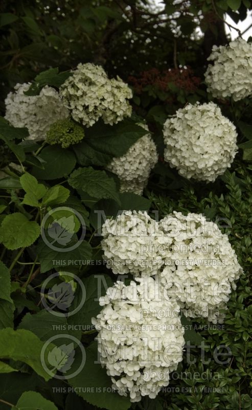 Hydrangea Annabelle (Hydrangea) 6