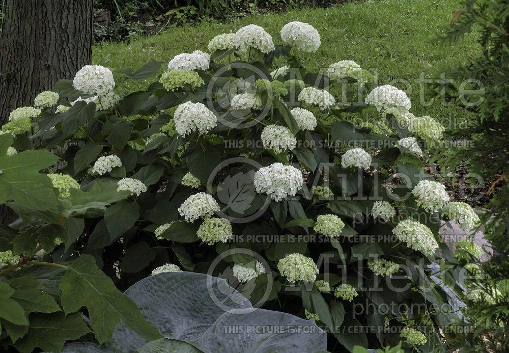 Hydrangea Annabelle (Hydrangea) 7