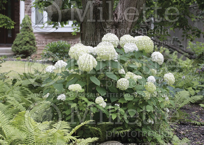 Hydrangea Annabelle (Hydrangea) 3