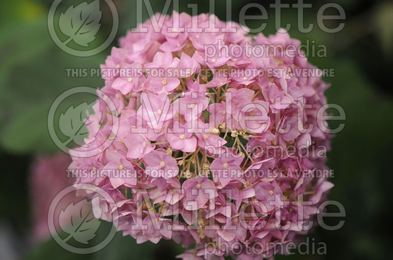 Hydrangea Endless Summer Bella Anna (Bigleaf Hydrangea Mophead) 1