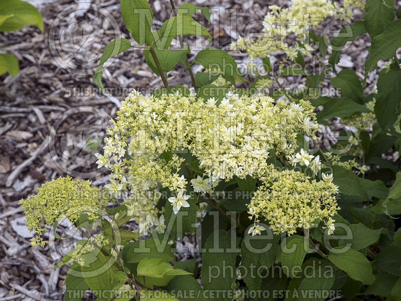 Hydrangea Hayes Starburst (Hydrangea) 6  