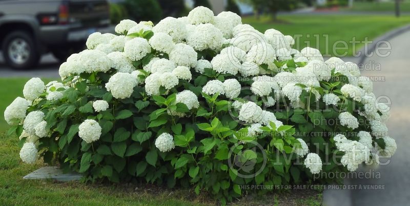 Hydrangea Incrediball (Hydrangea) 4