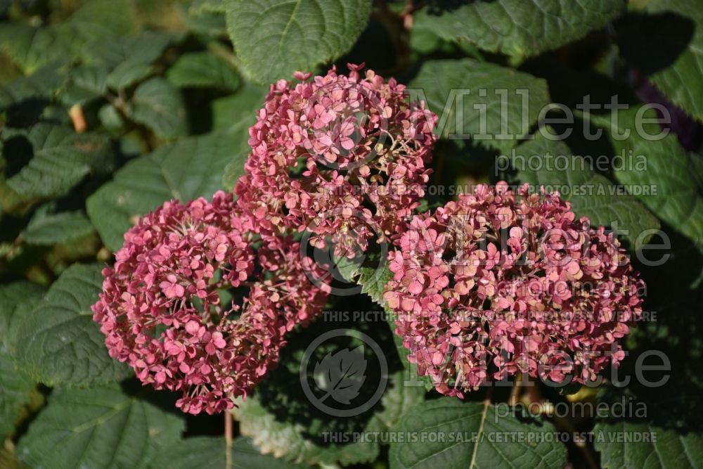 Hydrangea Invincibelle Mini Mauvette (Hydrangea) 1