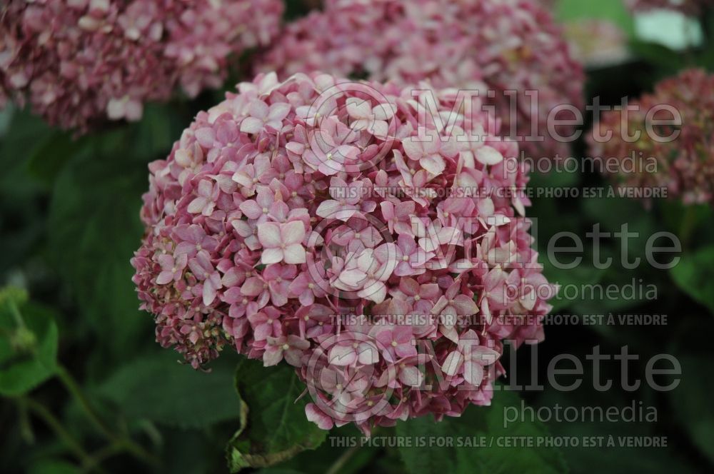 Hydrangea Invincibelle Spirit (Hydrangea) 1