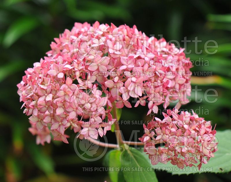 Hydrangea Invincibelle Spirit (Hydrangea) 8