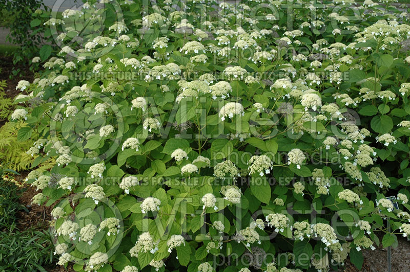 Hydrangea White Dome (Hydrangea) 1