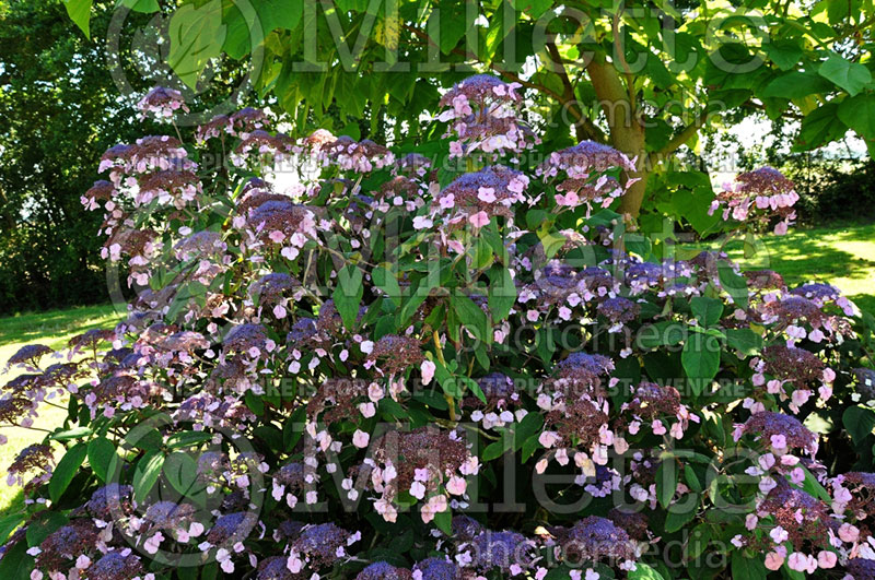 Hydrangea Anthony Bullivant (Hydrangea) 1 