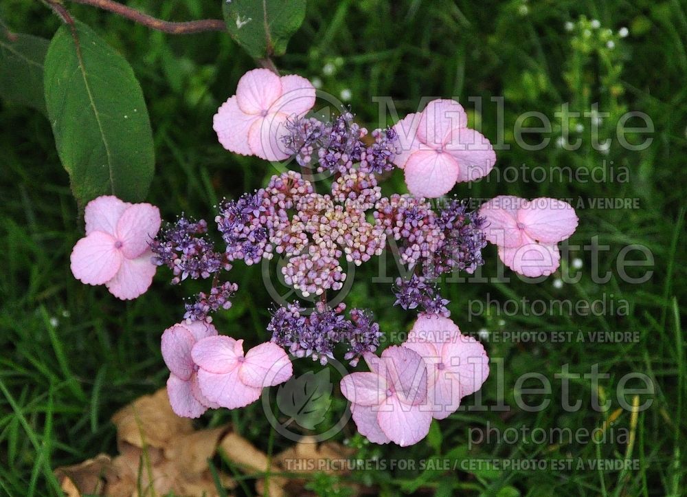 Hydrangea Anthony Bullivant (Hydrangea) 2 