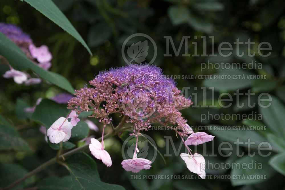 Hydrangea Anthony Bullivant (Hydrangea) 3 