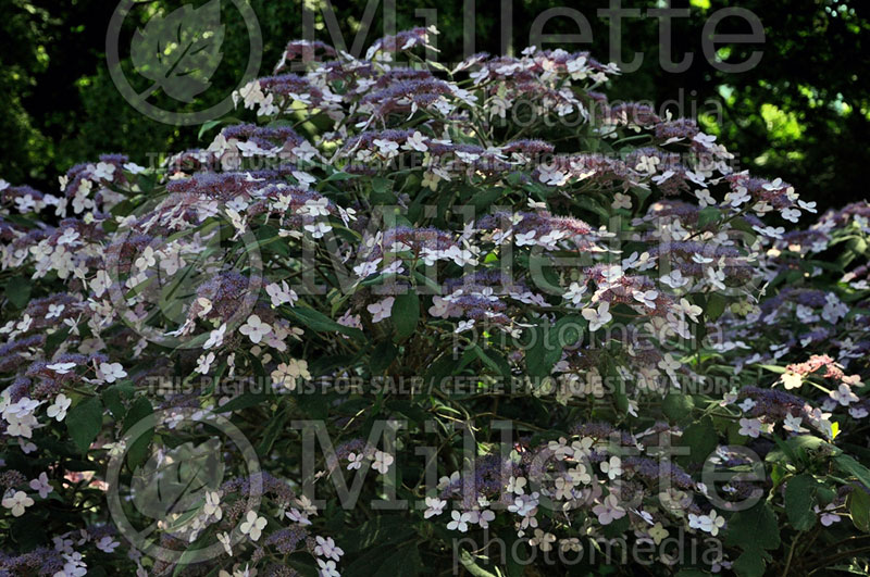 Hydrangea D. Don (Hydrangea) 1 