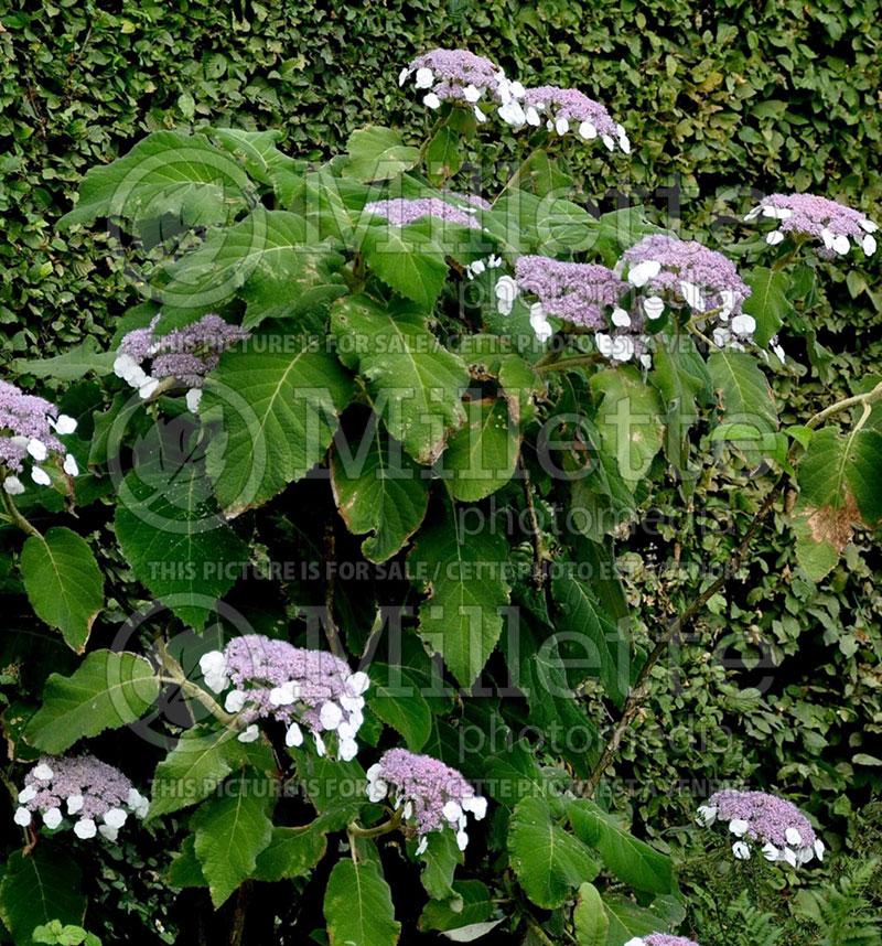 Hydrangea Sargentiana (Hydrangea) 1 