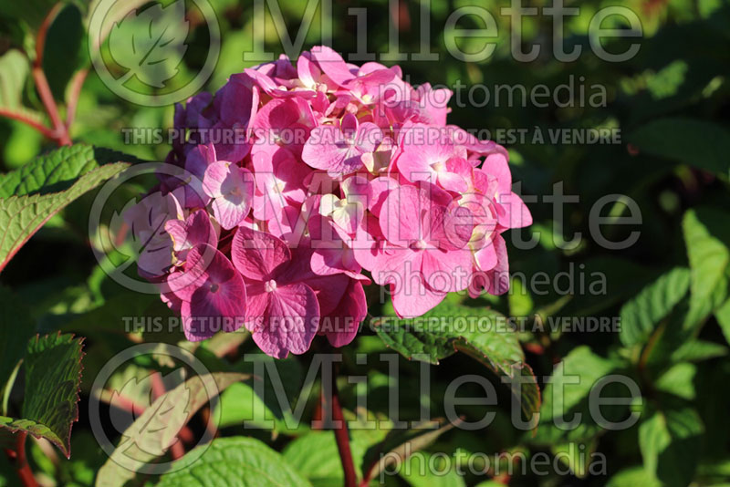 Hydrangea BloomStruck (Bigleaf Hydrangea Mophead) 2 