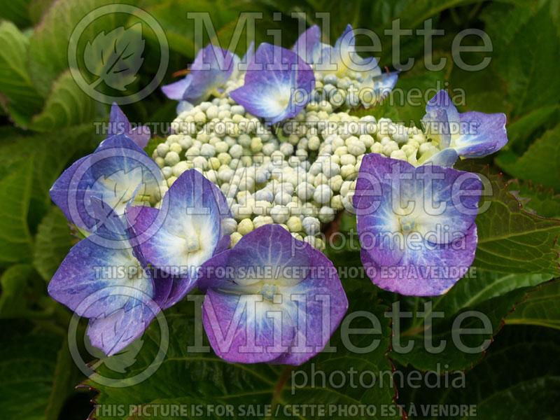 Hydrangea Blue Cassel (Bigleaf Hydrangea Mophead)  1 