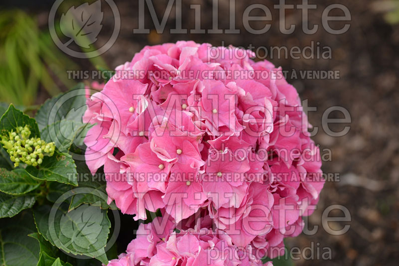 Hydrangea Cityline Vienna (Bigleaf Hydrangea Mophead)  1  