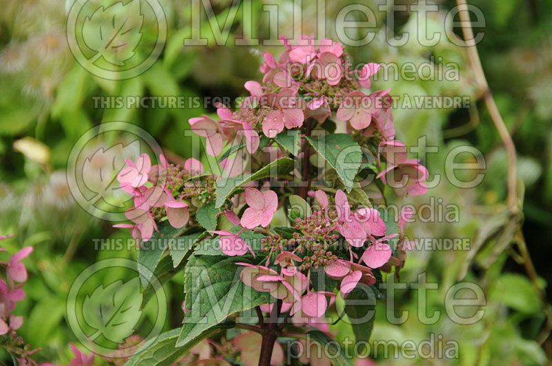 Hydrangea Fire and Ice or Wim's Red (Panicle Hydrangea) 1 