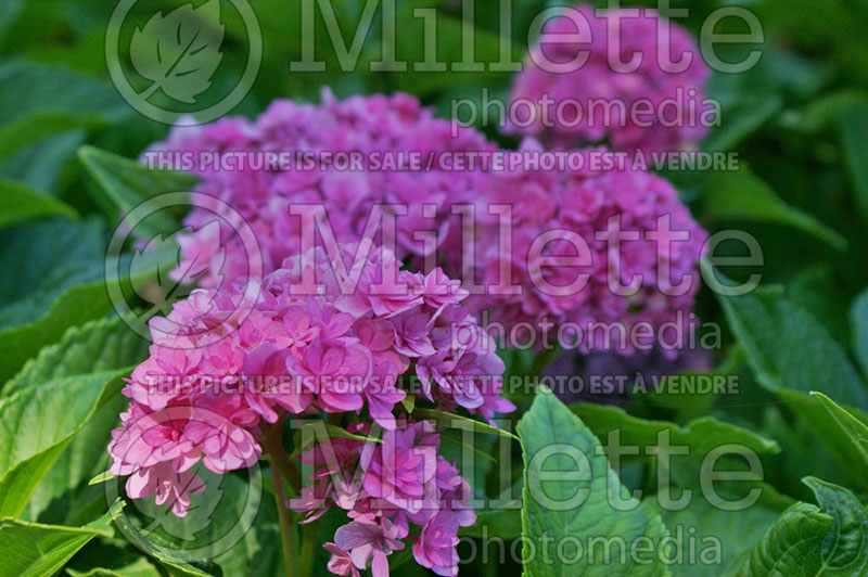 Hydrangea You and Me Together  (Bigleaf Hydrangea Mophead) 6 