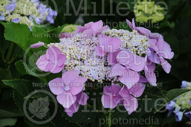 Hydrangea Let's Dance Starlight Lynn (Hydrangea Mopheads) 1