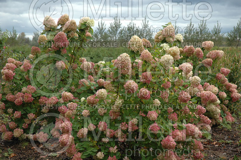 Hydrangea Limelight (Panicle Hydrangea) 4 