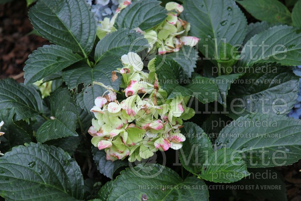 Hydrangea White Ball (Bigleaf Hydrangea Mophead) 1 