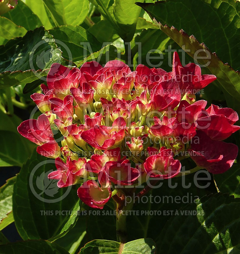 Hydrangea Amsterdam (Bigleaf Hydrangea Mophead) 1 