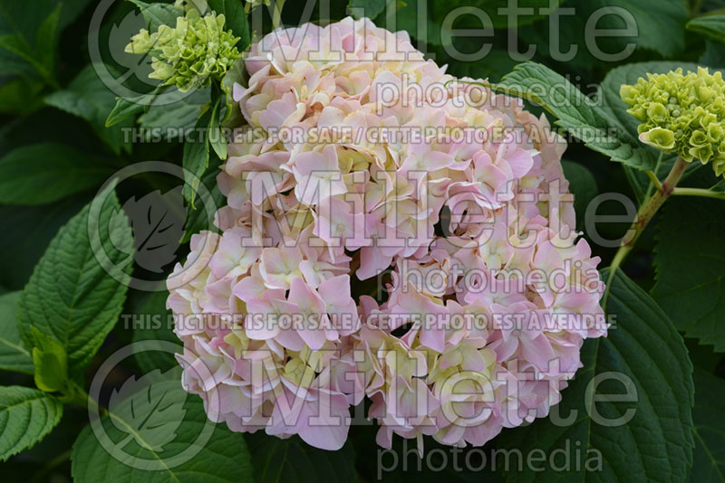 Hydrangea Ayesha (Hydrangea) 1