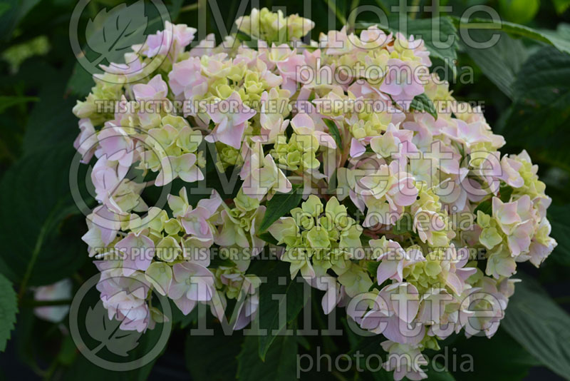 Hydrangea Ayesha (Hydrangea) 2