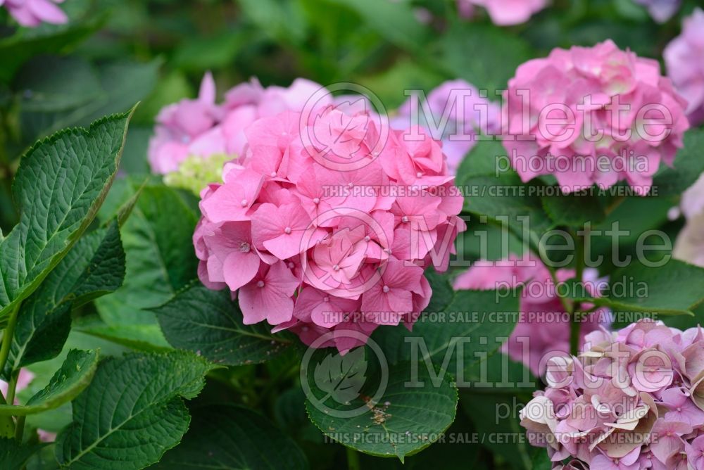 Hydrangea Bela (Bigleaf Hydrangea Mophead) 6  