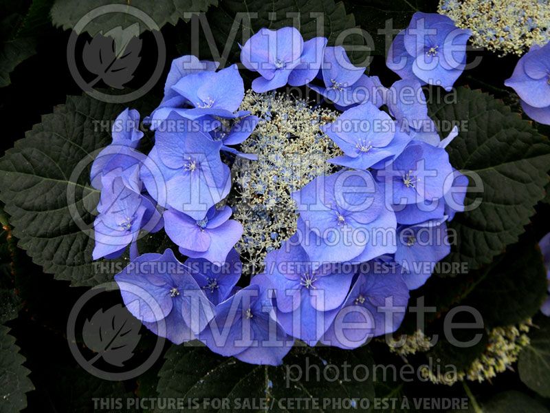 Hydrangea Blaumeise or Teller Blue (Bigleaf Hydrangea Mophead)  2