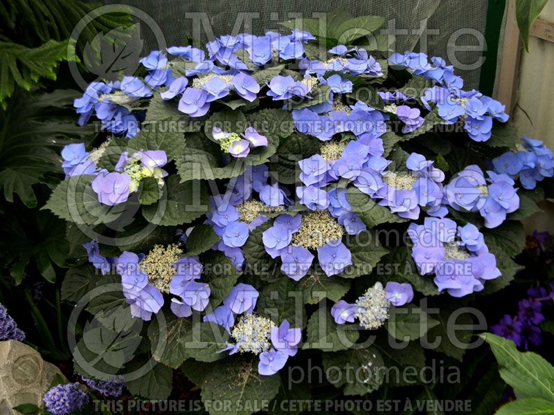 Hydrangea Blaumeise or Teller Blue (Bigleaf Hydrangea Mophead)  1